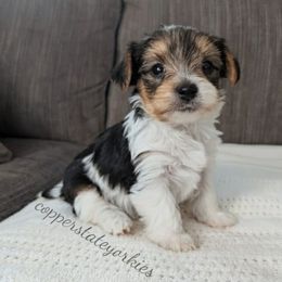 Autumn - Parti female Yorkshire Terrier puppy in Goodyear, Arizona from Copper State Yorkies