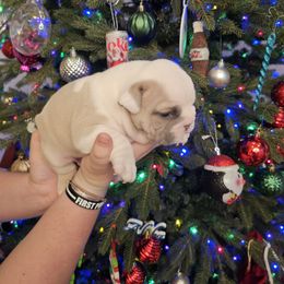 Bulldog Puppies from Tennessee Finest Bulldogs