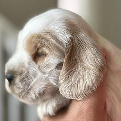 Boy 2 - male English Cocker Spaniel puppy in Pembroke Pines, Florida from Bellaluna English Cockers