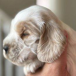 Boy 2 - male English Cocker Spaniel puppy in Pembroke Pines, Florida from Bellaluna English Cockers