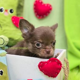 Baklava Ready Now 3200 - Chocolate brindled fawn male Chihuahua puppy in Piqua, Kansas from Cute As A Cupcake Chihuahuas