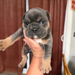 Hank - Blue tri-color male Bulldog puppy in Hobe Sound, Florida from Amanda’s Bullies