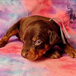 Grey Collar Male 4 - Latte X Rogue - Red and rust male Doberman Pinscher puppy in Spencer, Indiana from Jackson's Dobermans