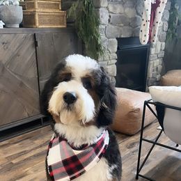 Bernedoodle All Grown Up from Boise Bernedoodles