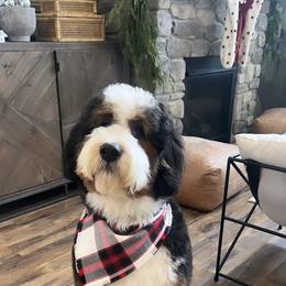 Bernedoodle All Grown Up from Boise Bernedoodles