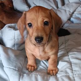 AKC-Luke - Dapple male Dachshund puppy in Albertville, Alabama from Jana Rae's