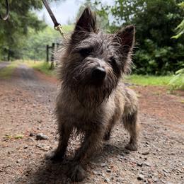 Cairn Terrier puppies from Northwest Cairn Terriers