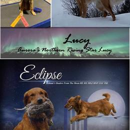 Golden Retriever Puppies from Aurora's Northern Goldens
