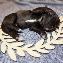 Dr. Grace - Brown and white male Portuguese Water Dog puppy in Colorado Springs, Colorado from Melissa's Portuguese Water Dogs