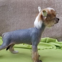Chinese Crested Puppies from Marina Konstantinova's Cresteds