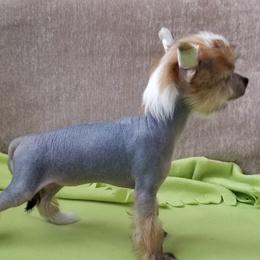 Chinese Crested Puppies from Marina Konstantinova's Cresteds