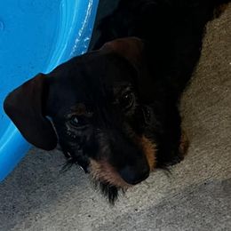 Dachshunds from Craig's Dachshunds