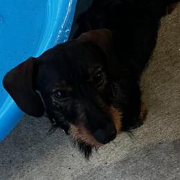 Dachshunds from Craig's Dachshunds