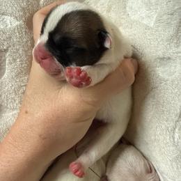 Girl 2 - Tricolors female French Bulldog puppy in Opelika, Alabama from Fancy Face Frenchies