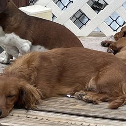 Cc - Dachshund