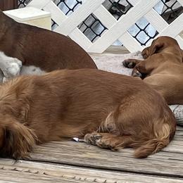 Cc - Dachshund