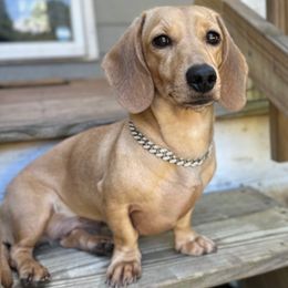 Eevee - Dachshund