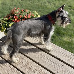 Miniature Australian Shepherd, Miniature Schnauzer, and Toy Australian Shepherd All Grown Up from Roses Halfpint Ranch