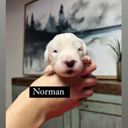 Norman - Gray and white male Old English Sheepdog puppy in Bristol, Indiana from Ridgeruns OES