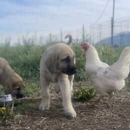 Anatolian Shepherd Dog Puppies from Wild Rooster Family Farm – AKC Anatolian Shepherd Breeder, OFA Health Tested