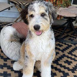 Miniature American Shepherds from Rose Creek Mini Aussies and Doodles