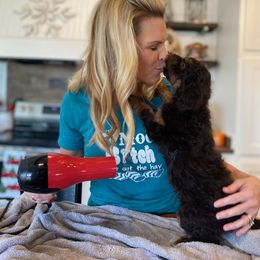 Aussiedoodle Puppies from Gore Doodle Ranch