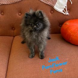 Jack - Brindle male Pomeranian puppy in Macon, Georgia from Pomflower Pomeranians