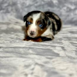 Pepsi - Blue merle female Miniature Australian Shepherd puppy in Lincoln, California from Country Dreams Mini Aussies