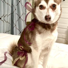 Alaskan Klee Kai from Excelsior Klee Kai