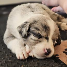 Australian Shepherd Puppies from A-J Farms Iowa
