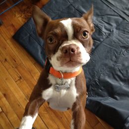 Boston Terrier Puppies from The Boston Puppy