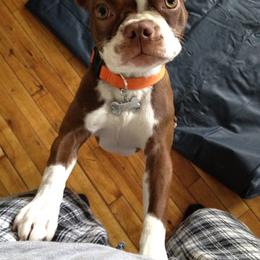 Boston Terrier Puppies from The Boston Puppy