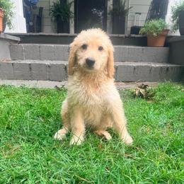 Chloe - Cream female Goldendoodle puppy in Goldsboro, North Carolina from The Grantham House