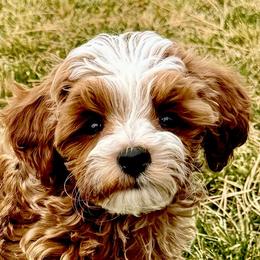 Winston - Red  male Goldendoodle puppy in Bountiful, Utah from Red Brick Doodles