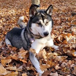 Bailey  - Siberian Husky