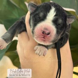 Smoke - Black and white male Siberian Husky puppy in Lodi, California from Wolves with Amor