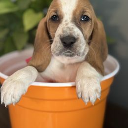 Fran - Red and white female Basset Hound puppy in Maryland from Grind Stone Breeding Kennels