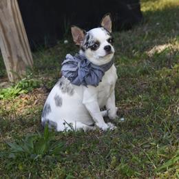 Truly - Chihuahua
