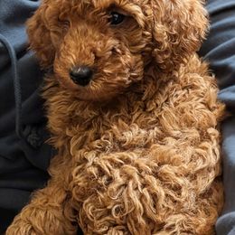 Hobbes - Red  male Poodle puppy in Willow Spring, North Carolina from Sweet Dream Poodles