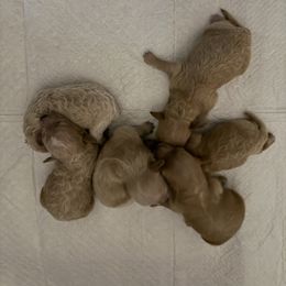 Girl 2 - Red female Maltipoo puppy in Brooksville, Florida from DeVall Maltipoos