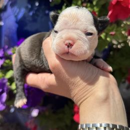 Girl 1 - Black brindle and white female Boston Terrier puppy in Powell Butte, Oregon from RVF Boston Terriers