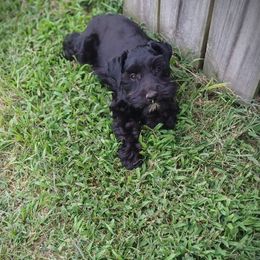 Miniature Schnauzer Puppies from Matrix Schnauzers