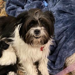 Mal-Shis and Shih Tzus from Wiggle Bottom Shih Tzu/Maltese