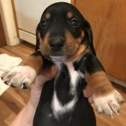 Dachshund Puppies from Hursh’s Hounds