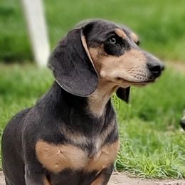 Pops - Dachshund