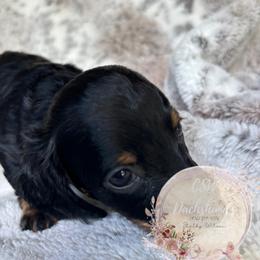 Dachshund Puppies from CSW Dachshunds