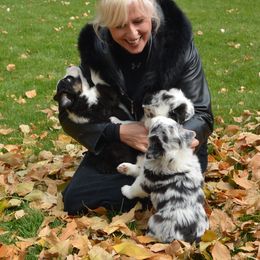 Australian Shepherd Puppies from Highline