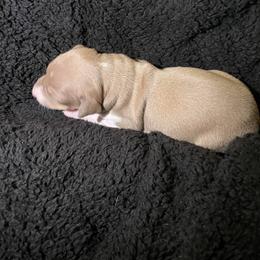 Boy 2 - White and fawn male Italian Greyhound puppy in Winfield, Kansas from F&M Italian Greyhounds