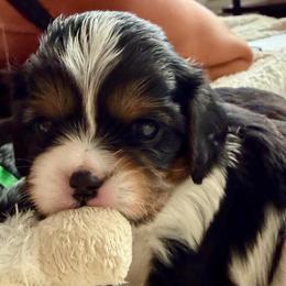 Buddy - Black and tan male Cavalier King Charles Spaniel puppy in Riverside, California from Mia Loves Kingston Cavaliers