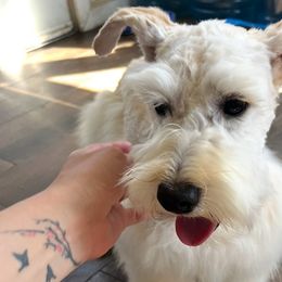 Miniature Schnauzers from Mini Beard Buster Kennel